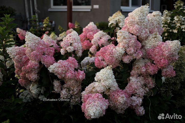 Ванила фрейз