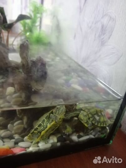 Черепаха с аквариумом