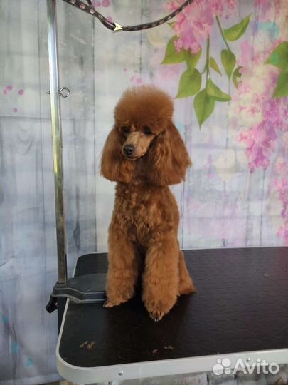 Груминг, стрижка животных