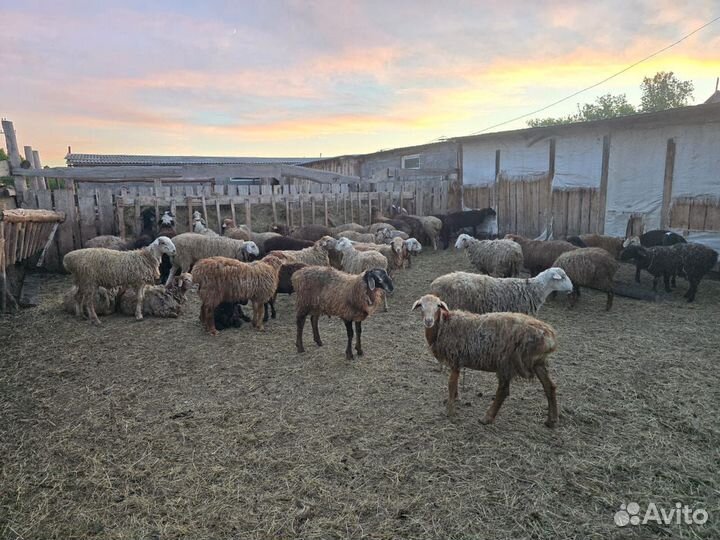 Бараны до года 40шт