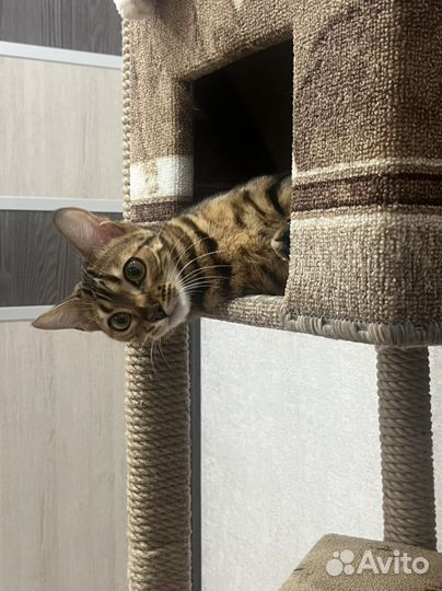 Бенгальская кошка вязка