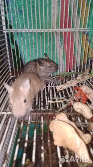 Хомяки. сирийцы и белочки дегу