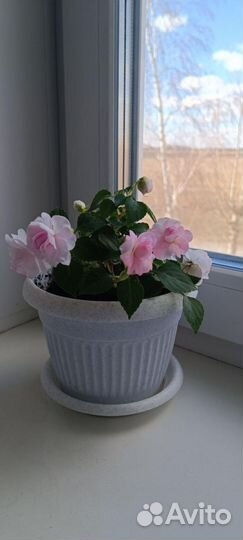 Бальзамин(мокрый Ванька), Зефирантес