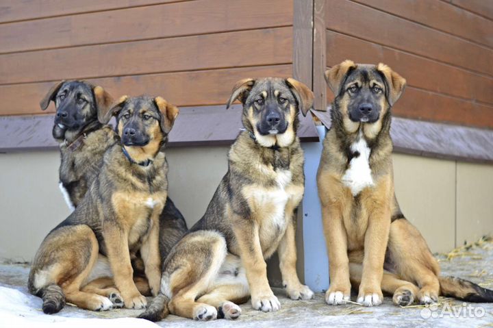 Щенки самые ласковые