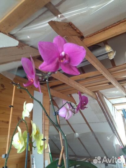 Орхидея