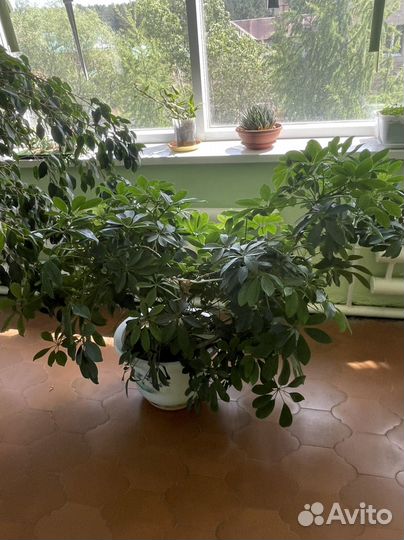 Комнатные цветы шефлера