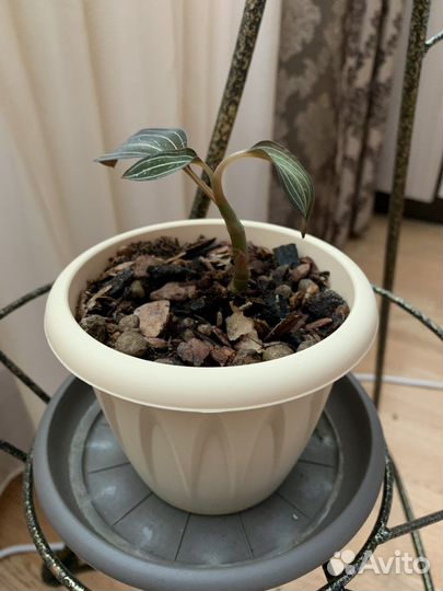 Орхидея Лудизия