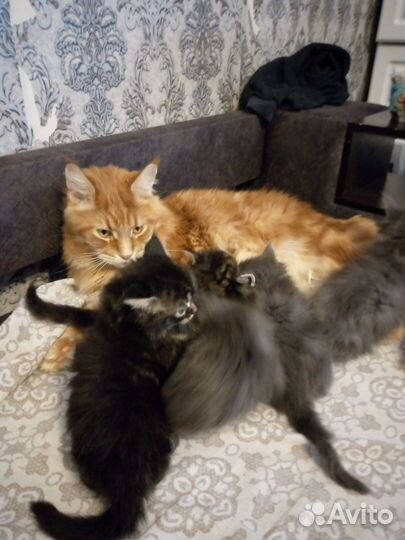 Котята мейн-кун