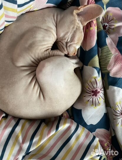 Отдам кота в добрые руки