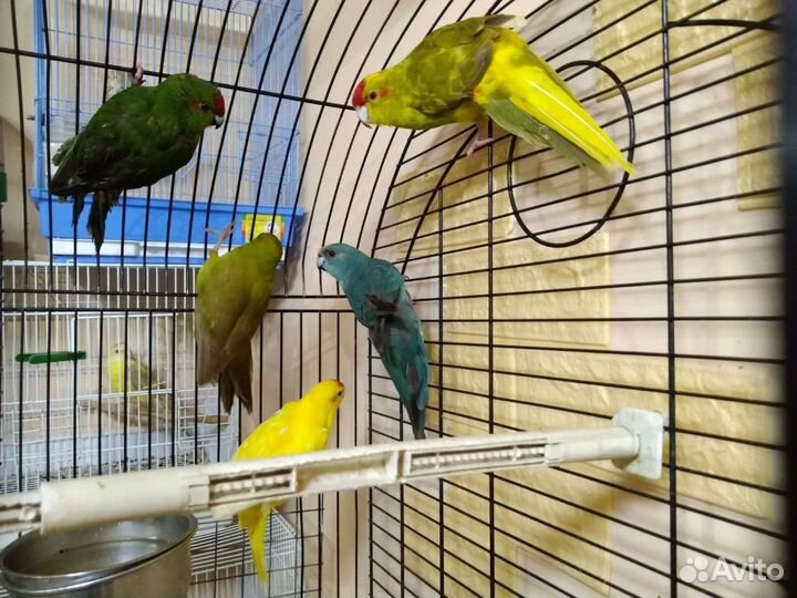 Передержка птиц,животных