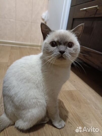 Отдам кота в добрые руки