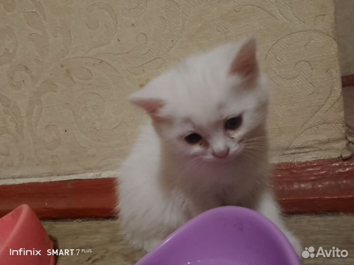 Британские котята