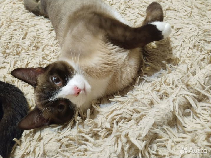 Ласковый котик ищет дом