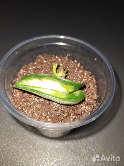 Хойя компакта Мауна Лоа