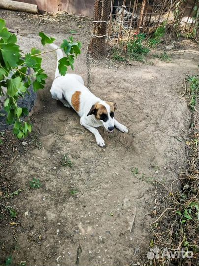 Отдаем в добрые руки