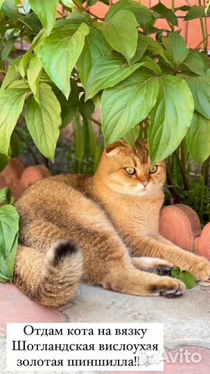 Кот на вязку