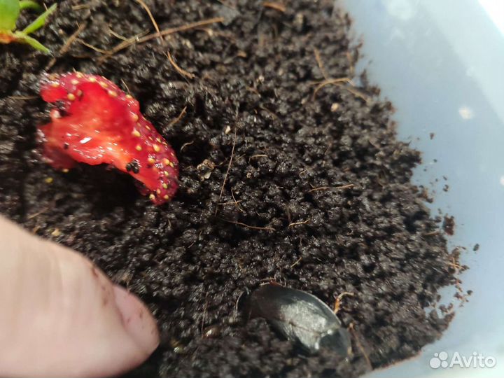 Тараканы (кормовая культура) Pycnoscelus nigra