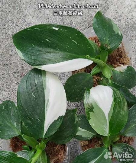 Philodendron white wizard