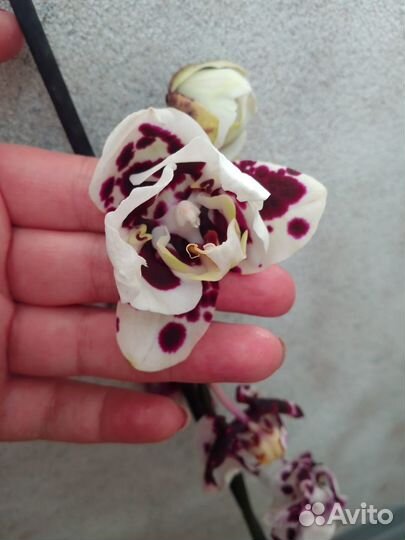 Орхидея фаленопсис пелорик трилипс,бабочка