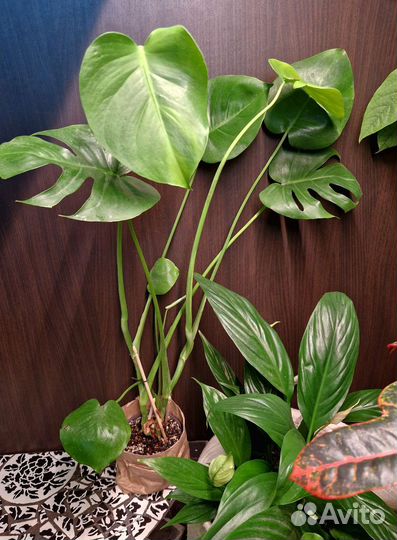 Монстеры деликатесные