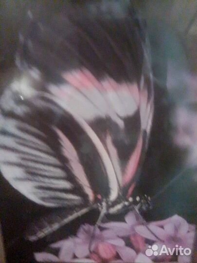 Рамка плюс фотография