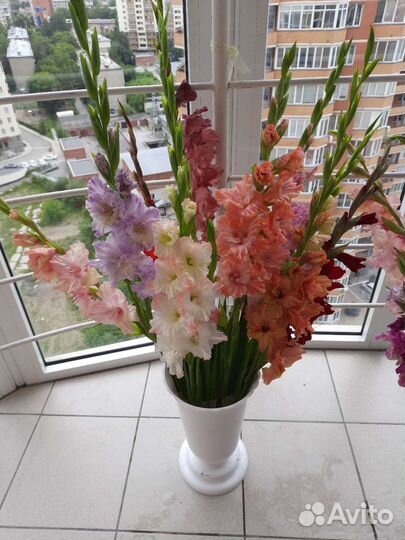 Гладиолусы- цветы, луковицы и детки