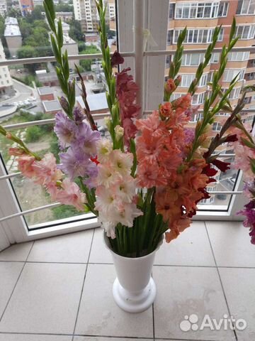 Гладиолусы- цветы, луковицы и детки