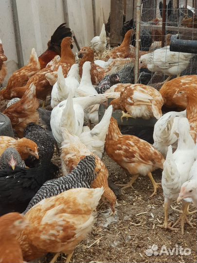 Молодки,несушки