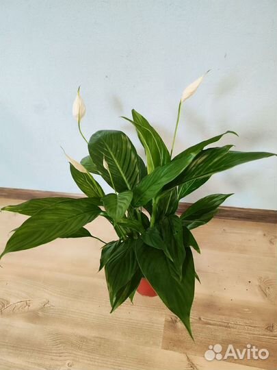 Спатифиллум бинго купидо