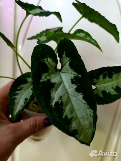 Сингониумы и другие