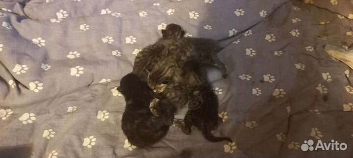 Кошка в дар бесплатно