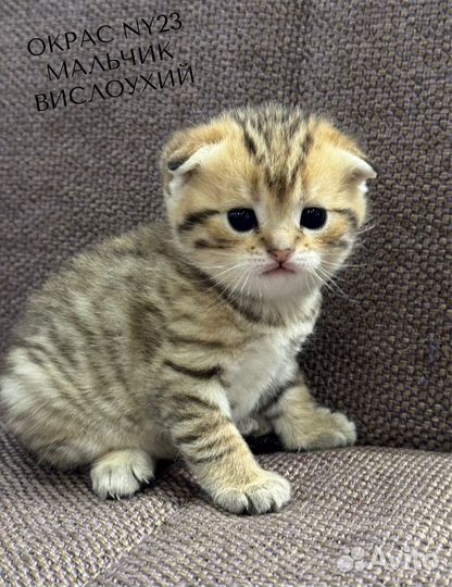 Шотландские котята золотая шиншилла
