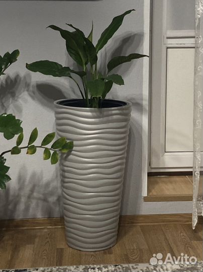 Спатифиллум