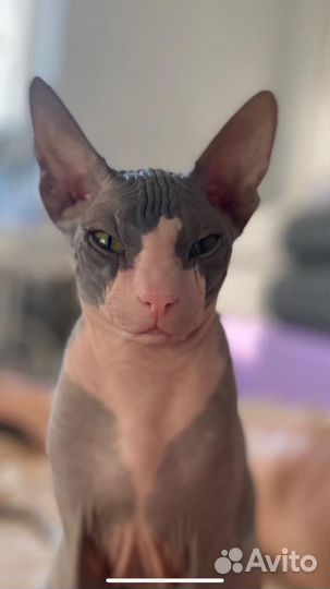 Донской сфинкс вязка