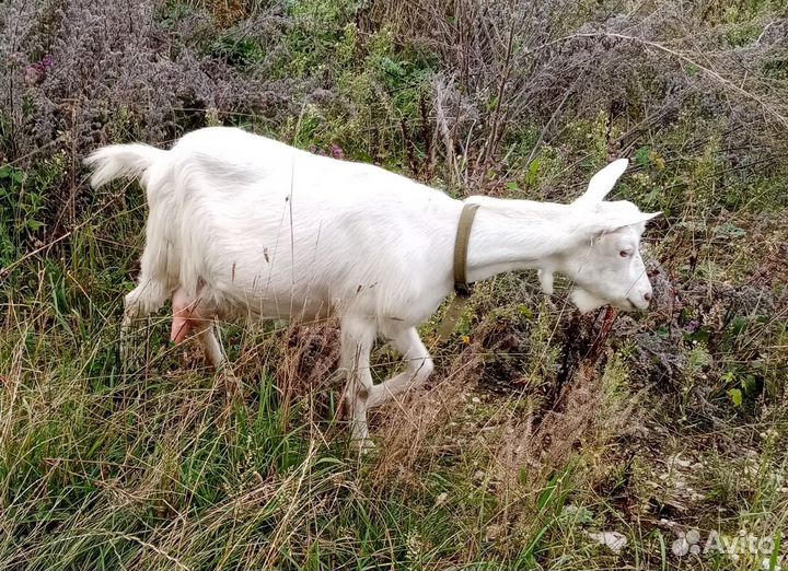 Коза дойная