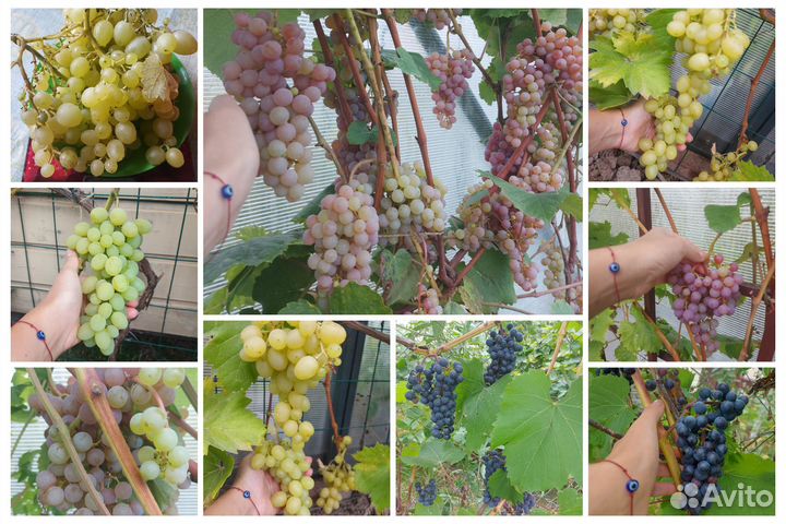 Саженцы винограда. Сорт Амурский и другие. Черенки