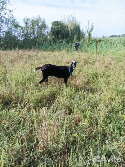 Коза дойная Ламанча