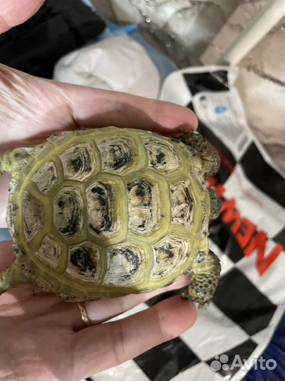 Черепаха