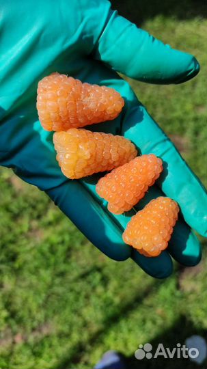 Саженцы ежевики и малины летней и ремонтантной