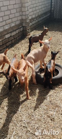 Козлята чешской породы