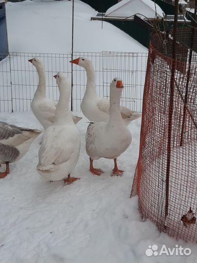 Гуси