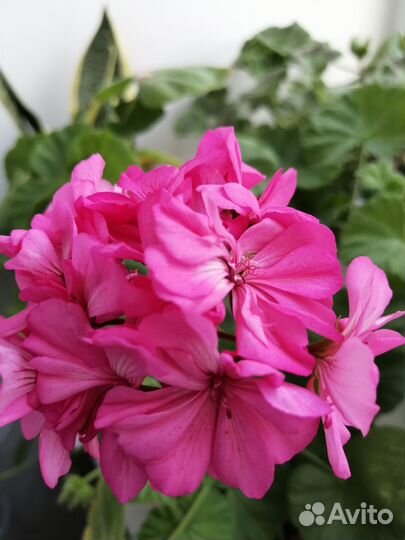 Герань пеларгония разная цветет