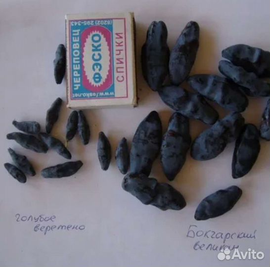 Жимолость лучших сортов бакчарской селекции зкс