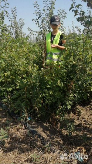 Саженцы сеянцы Дуб черешчатый