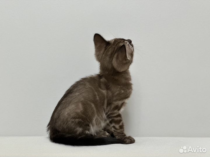 Бенгальский мальчик угольный минк