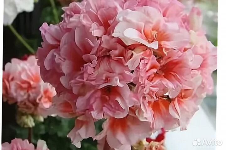 Герани/пеларгонии розебудные (розочками)