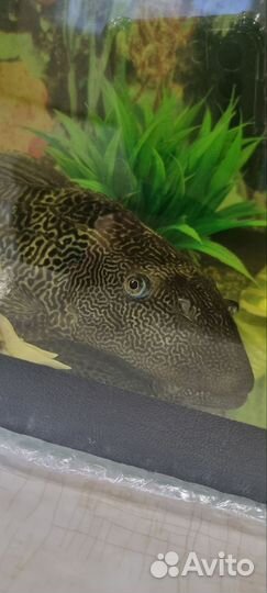 Аквариум с рыбками бу