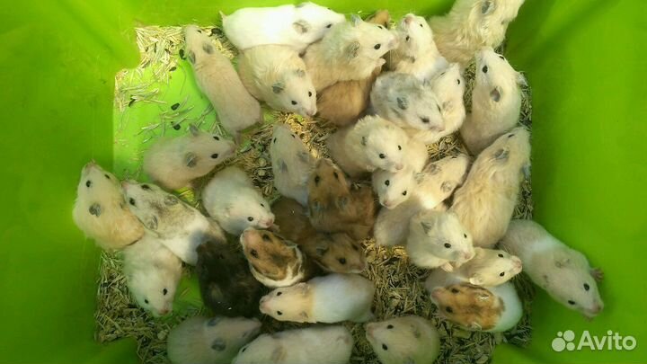 Джунгарский хомяк и сирийский хомяк