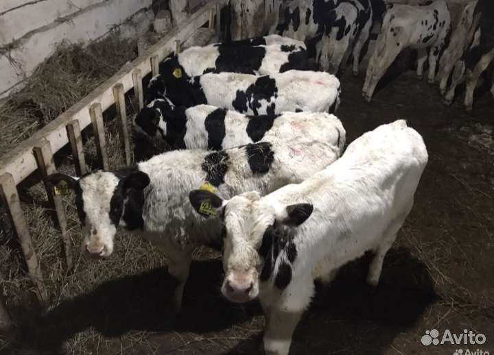 Телята бычки и тёлочки