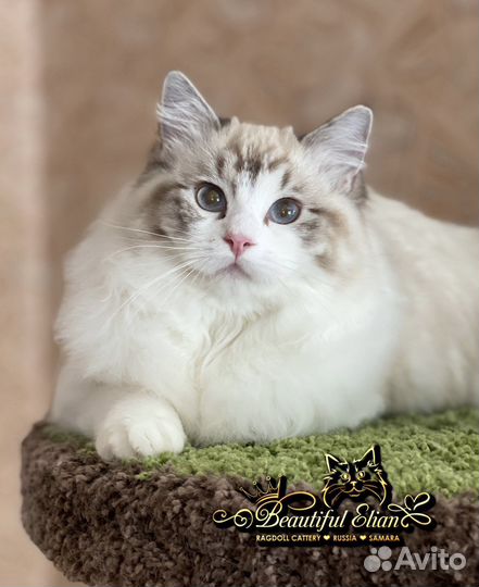 Девочка рэгдолл